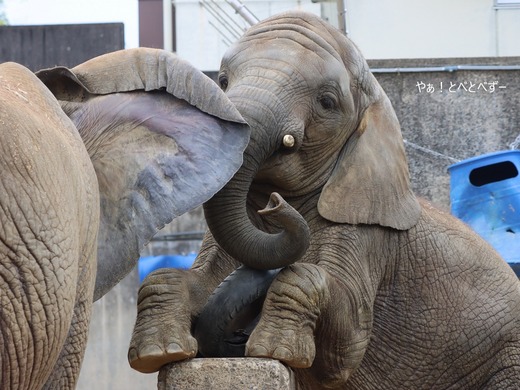 日本で唯一アフリカゾウの親子が暮らす愛媛県立とべ動物園