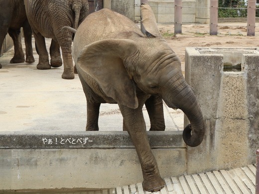 とべ動物園ブログ:砥愛、まんぷく、リュウト、ララ、イオ