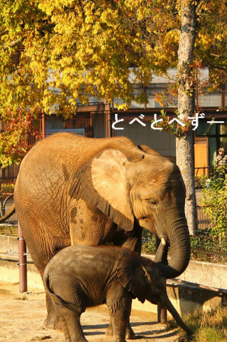 とべ動物園の紅葉：砥愛ちゃん、媛ちゃん