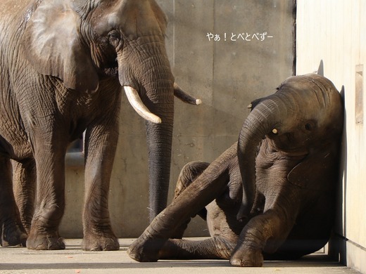 日本で唯一血縁関係のあるアフリカゾウの親子が暮らす愛媛とべ動物園