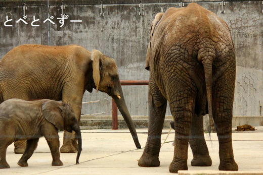 日本で唯一アフリカゾウの親子が暮らす動物園：砥部（愛媛）