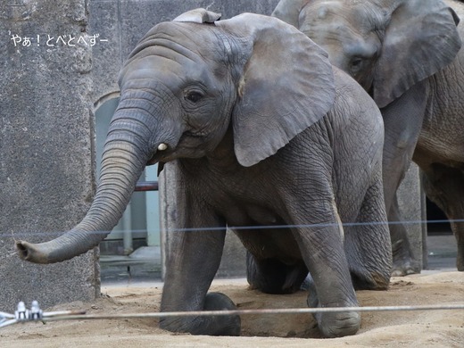 アフリカゾウ、アジアゾウ大好きブログ:やぁ!とべとべずー
