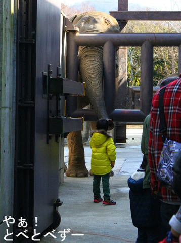 とべ動物園バレンタインイベント：アフ君にプレゼント