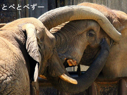 満一歳になった砥愛ちゃんのお父さん象、お母さんゾウ