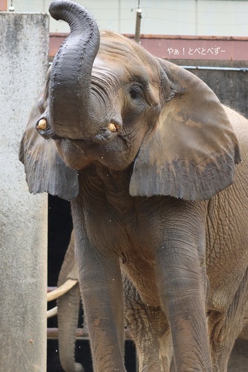 とべ動物園アフリカゾウのブログ:やぁ!とべとべずー