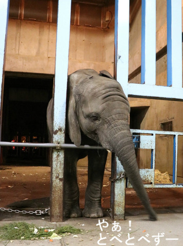 とべ動物園ブログ:ゾウ、ホッキョクグマ、レッサーパンダ、ライオン