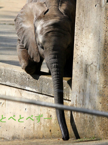 とべ動物園アフリカゾウ：砥愛（とあ、2013.6.1生まれ、メス）