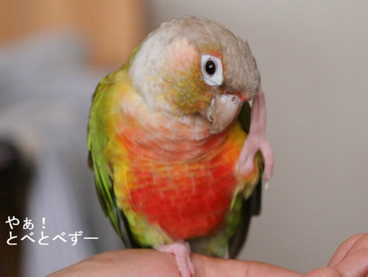ウロコインコのブログ：月刊『もみじ』１４号