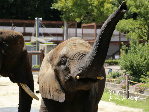 とべ動物園アフリカゾウ
