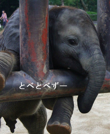 とべ動物園アフリカゾウの砥愛（とあ）ちゃん