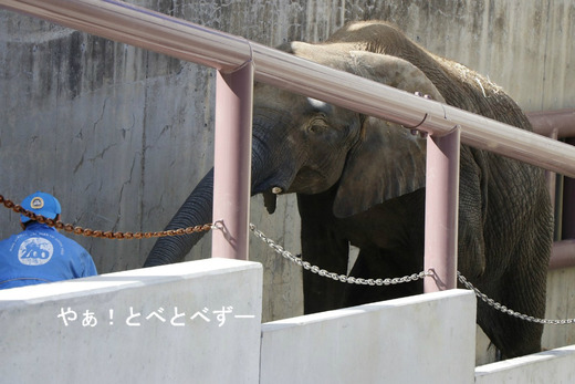 媛ちゃんスロープ訓練中