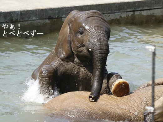 日本で唯一アフリカゾウの子象が見らえる愛媛県立とべ動物園