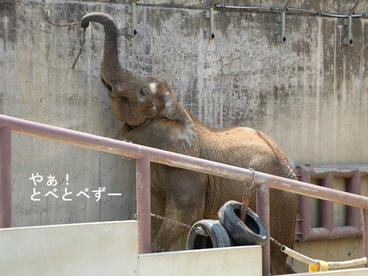 アフリカゾウの写真満載のブログ:やぁ!とべとべずー