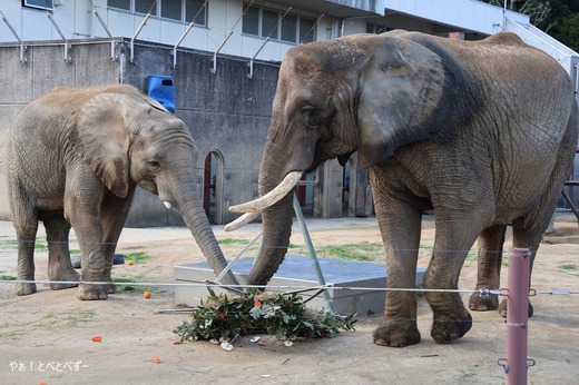 とべ動物園イベント：アフリカゾウへプレゼント