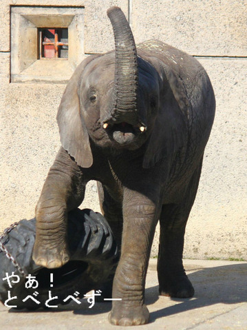 アフリカゾウの砥愛ちゃん