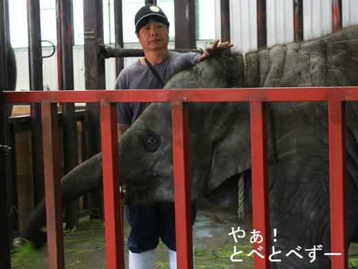 市原ぞうの国の赤ちゃんゾウのブログ:やぁ!とべとべずー