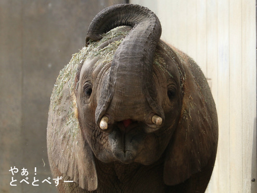 とべ動物園アフリカゾウのブログ:やぁ!とべとべずー