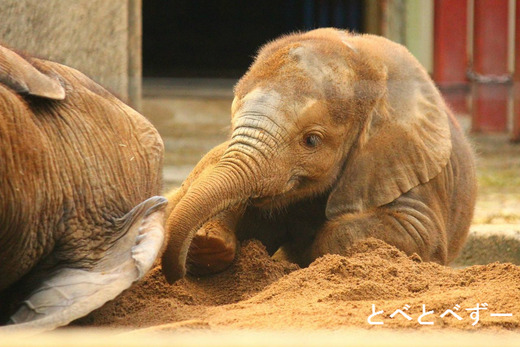ゾウの赤ちゃんの砥愛ちゃんとお姉さんゾウの媛ちゃん