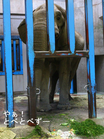 とべ動物園アフリカ象:媛(長女)、砥夢(長男)、砥愛(次女)