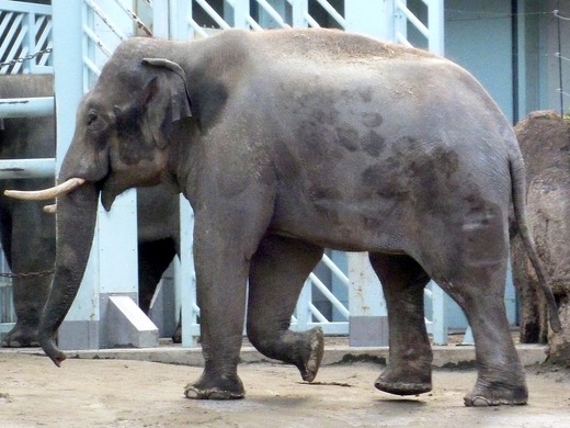 上野動物園のアジアゾウ：アティ（オス、タイ生まれ）