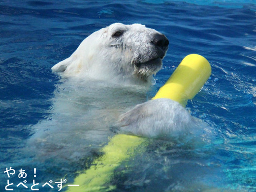 ホッキョググマ:ピース(愛媛県立とべ動物園)