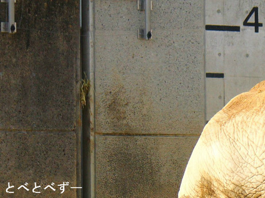 砥夢くんのお父さん:アフ(とべ動物園)