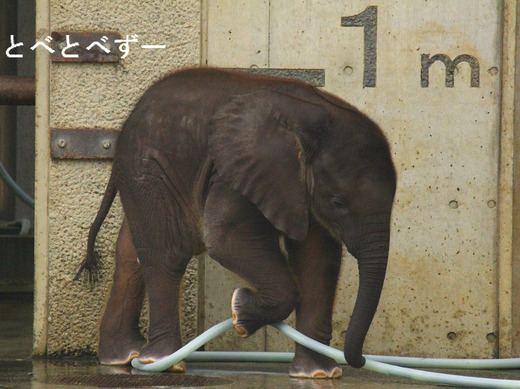 とべ動物園アフリカゾウのブログ：砥愛（赤ちゃんゾウ）