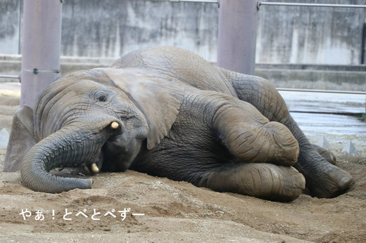 日本で唯一アフリカゾウの子象が見られる愛媛県立とべ動物園