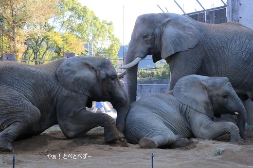 アフリカゾウ写真家：矢野賢一（やぁ！とべとべずー）