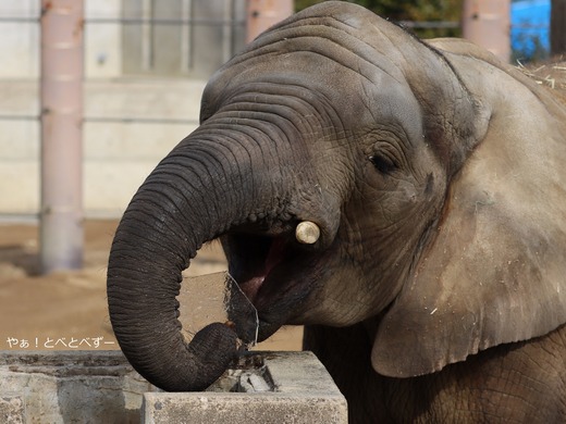 アフリカゾウ写真家：矢野賢一（やぁ！とべとべずー）