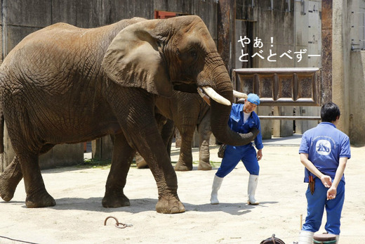 とべ動物園アフリカゾウ:リカ母さん(メス、