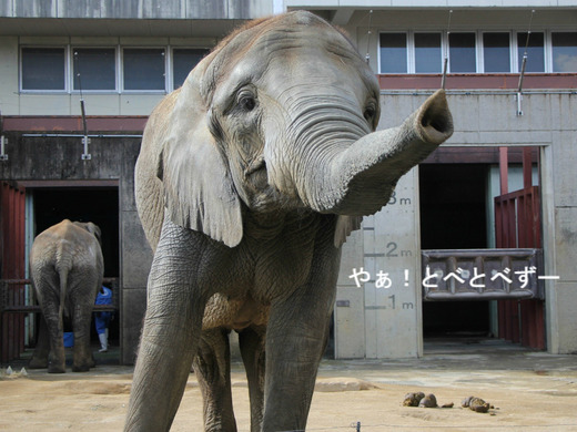 とべ動物園アフリカゾウ:砥愛ちゃん(メス、7歳)