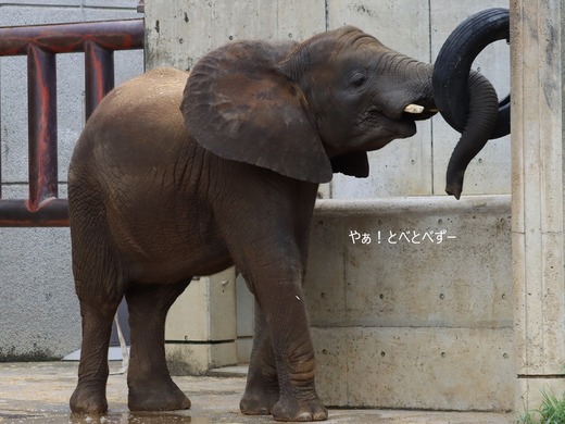 とべ動物園アフリカゾウのブログ：やぁ！とべとべずー