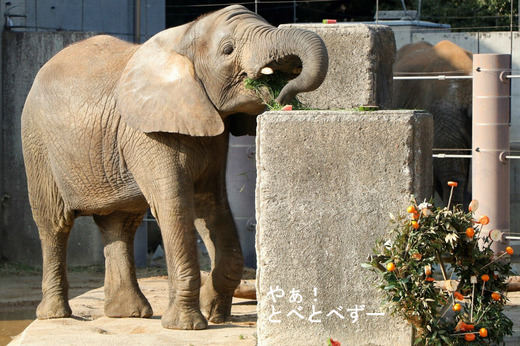 日本で唯一アフリカゾウの子象が見らえる愛媛とべ動物園