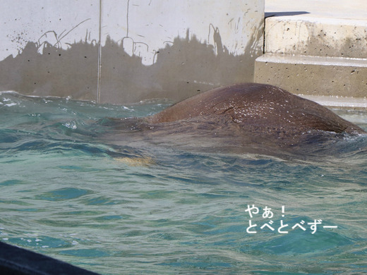 水の中に潜っているアフリカゾウの子象（愛媛とべ動物園）