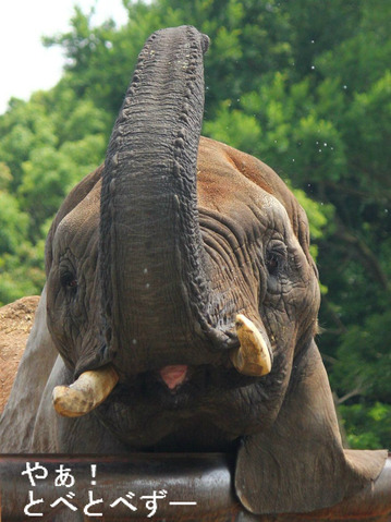 とべ動物園アフリカゾウのリカさん