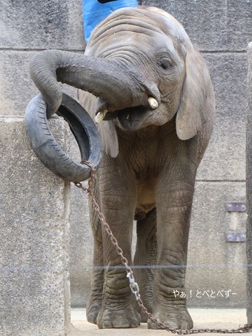 とべ動物園アフリカゾウのブログ:やぁ!とべとべずー