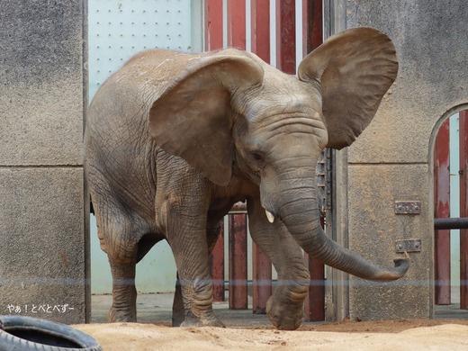 とべ動物園アフリカゾウ:砥愛(メス、12歳)
