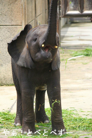 アフリカゾウの写真満載の