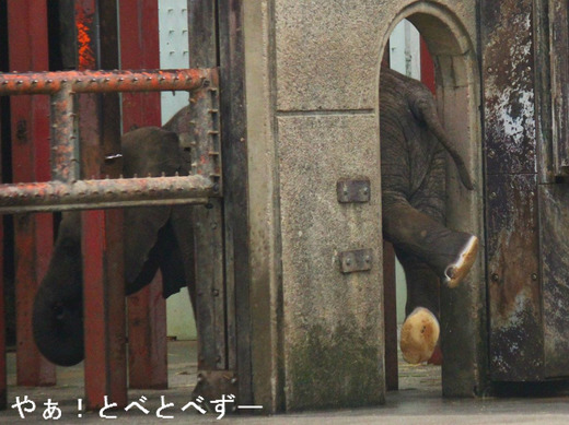 とべ動物園ブログ：アフリカゾウ、白くまピース、柑太郎