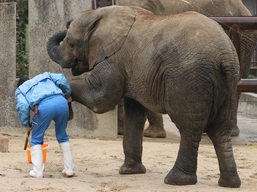 とべ動物園アフリカゾウ：砥愛ちゃん（メス、４歳）