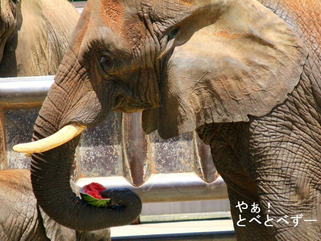 スイカ大戦争 大好きなスイカの行方は やぁ とべとべずー与茂駄 よもだ くあとろ とべ動物園で暮らすアフリカゾウのブログ