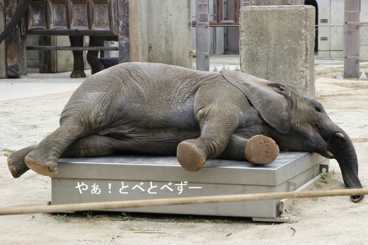 NHK「四国で発見！いのちの不思議：愛媛県立とべ動物園」