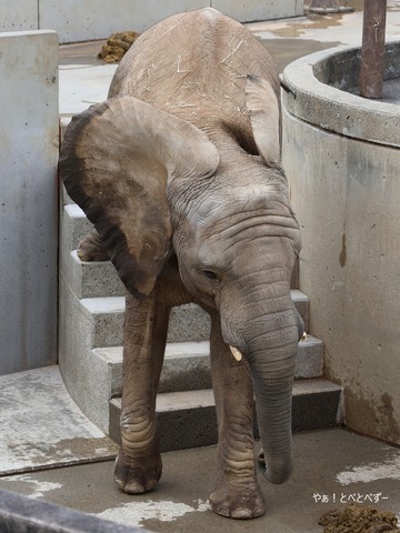 とべ動物園アフリカゾウ：砥愛
