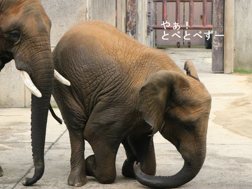 とべ動物園アフリカゾウ：媛ちゃん（メス、11歳）