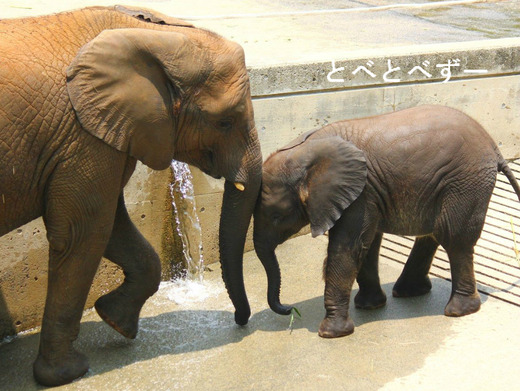 とべ動物園アフリカゾウのブログ：媛ちゃん、砥愛ちゃん