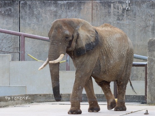 とべ動物園アフリカゾウ:リカ母さん(メス、推定37歳)