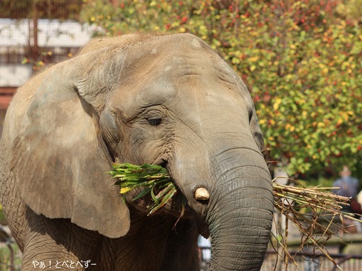 媛ちゃんのお誕生会は11月11日です