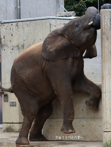 とべ動物園アフリカゾウ：アフ、リカ、媛、砥夢、砥愛