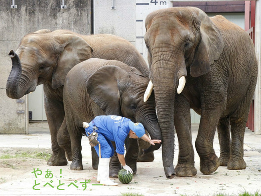 スイカが大好物のアフリカゾウの親子